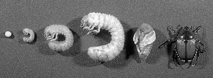 Complete Metamorphosis 4 Insect Stages Eggs Larvae Pupae Transformation from larva to adult True legs, wings, antennae are formed Adults No