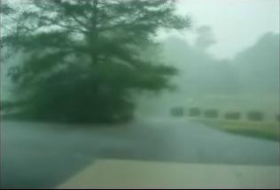 Fig 3: A frame of video containing heavy wind and rain. Rain is removed, but due to change in the orientation of rain streaks, some of leaves can be seen in the third column.