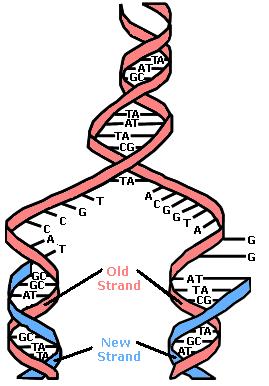 DNA Replication is said to be semi-conservative. Each copy contains one newly-replicated strand and one strand from the original molecule. Genes Genes- portions of DNA responsible for observed traits.