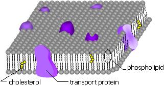 Cell Transport Passive Transport-. Does not require energy. 3 types: 1. Diffusion- move from areas of high concentration to areas of low concentration 2. Osmosis- movement of water across a membrane.