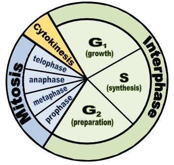 In order to maintain homeostasis, positive and negative feedback mechanisms are both involved in organism responses to stimuli. 1.