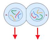 Metaphase-chromosomes line up in the middle 3.
