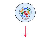 Meiosis Meiosis- cell division for sex. Produces 4 unique haploid daughter cells.