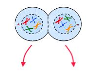 Human Haploid #= 23 chromosomes Stages of Mitosis Meiosis I Prophase I- Chromosomes condense. Homologous chromosomes pair.