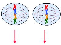 Prophase II - Chromosomes condense.