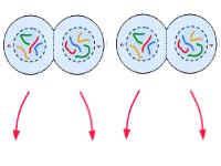 middle Anaphase II- chromosomes are pulled