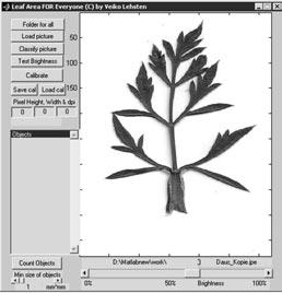 Figure 3.5. Lafore scan software for image classification for plant leaf investigations, with an example of Daucus carota (Lehsten 2002).