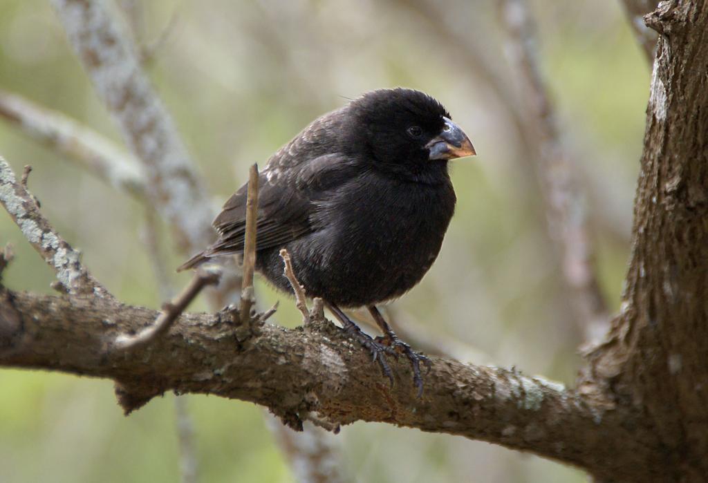 Example: Beak size in the Medium Ground Finch (Geospiza fortis) Restricted to the Galapagos Islands. Forages mainly on seeds.
