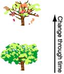 Biological Evolution Several trees drop their leaves during