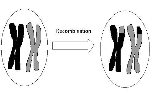 61 Molecular basis of recombination 79 Figure 61: Recombination (Crossing Over) of chromosomes of inheriting an allele from your grandmother at one chromosome doesn t tell you anything about the