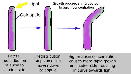 Figure 1: Phototropism Auxin is a chemical that promotes the rapid elongation of growth cells in the shoots of a plant.
