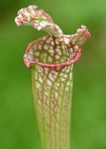 Figure 6: Sarracenia leucophylla Plants like the one listed above capture rainwater inside the cuplike folded leaf and attracts insects inside.