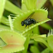 Possibly the most recognizable of the carnivorous plants in the venus fly trap. The Venus fly trap is the third type of carnivorous adaptation known as snap-traps.