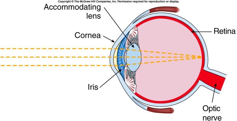 How do we see color An image is formed at the back of the eye like a camera and there are receptors called cones that respond to different wavelengths.