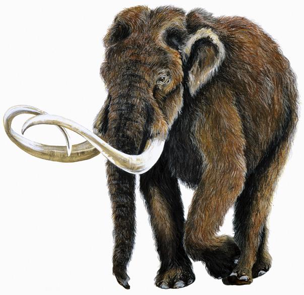 Student Reference Page Mastodon Scientific Name: Mammut americanum Lived in Indiana: 400,000 10,000 years ago Habitat: Open spruce woodlands Diet: Herbivore, browser, ate soft vegetation like leaves