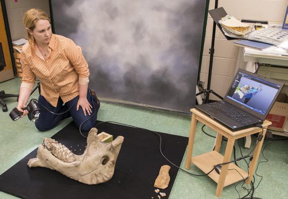 Figure 2: Here, a staff member is 3-D scanning the mastodon jawbone using a reaform GoScan 50 4. What are the basic characteristics of herbivore teeth? arnivore teeth?