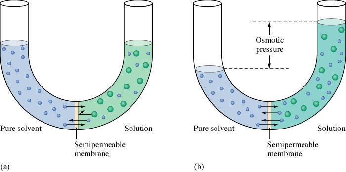 Solvent molecules move from pure solvent to solution in an attempt to make both have the same concentration of solute.