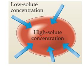 Osmosis in Cells If the solute concentration outside the cell is less than that inside the cell, the solution is hypotonic.