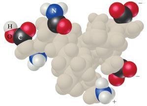 Colloids in Biological Systems Some molecules have a