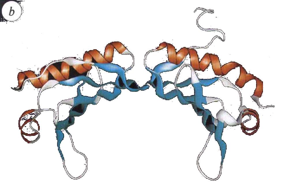 Caveat: Modelling Models The structure of TBP, the TATA-box binding protein (TBP or TFIIDτ) was