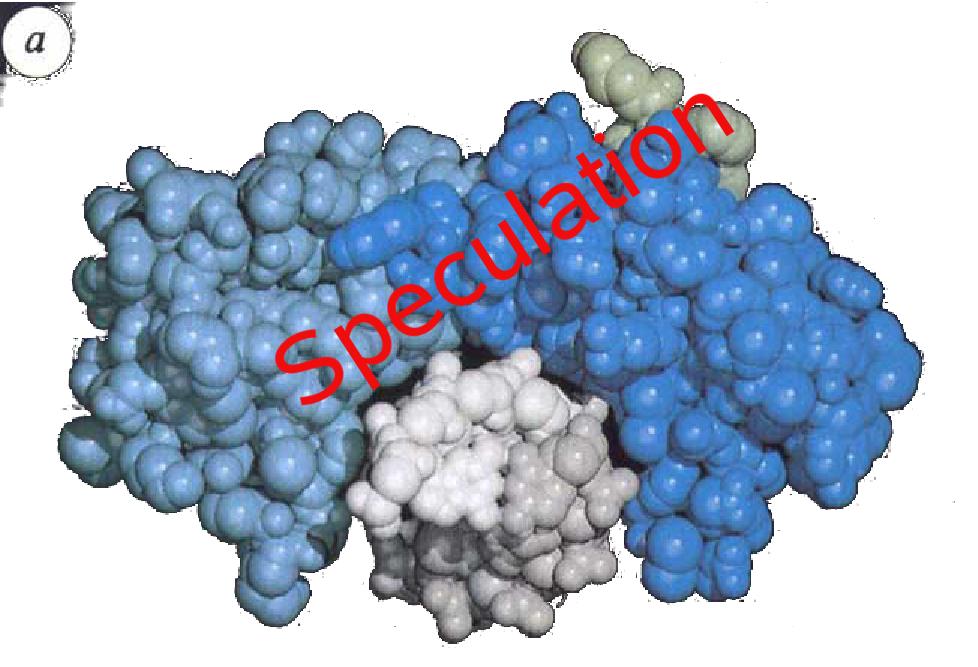 The shape of the molecule suggested that the TATA box sits straight in the groove of the protein.