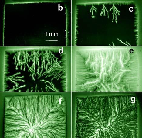 dendrites Magneto-opitcal studies of a c- oriented epitaxial MgB2 film show that below 10 K the global penetration of vortices is dominated by complex dendritic structures abruptly entering the film.
