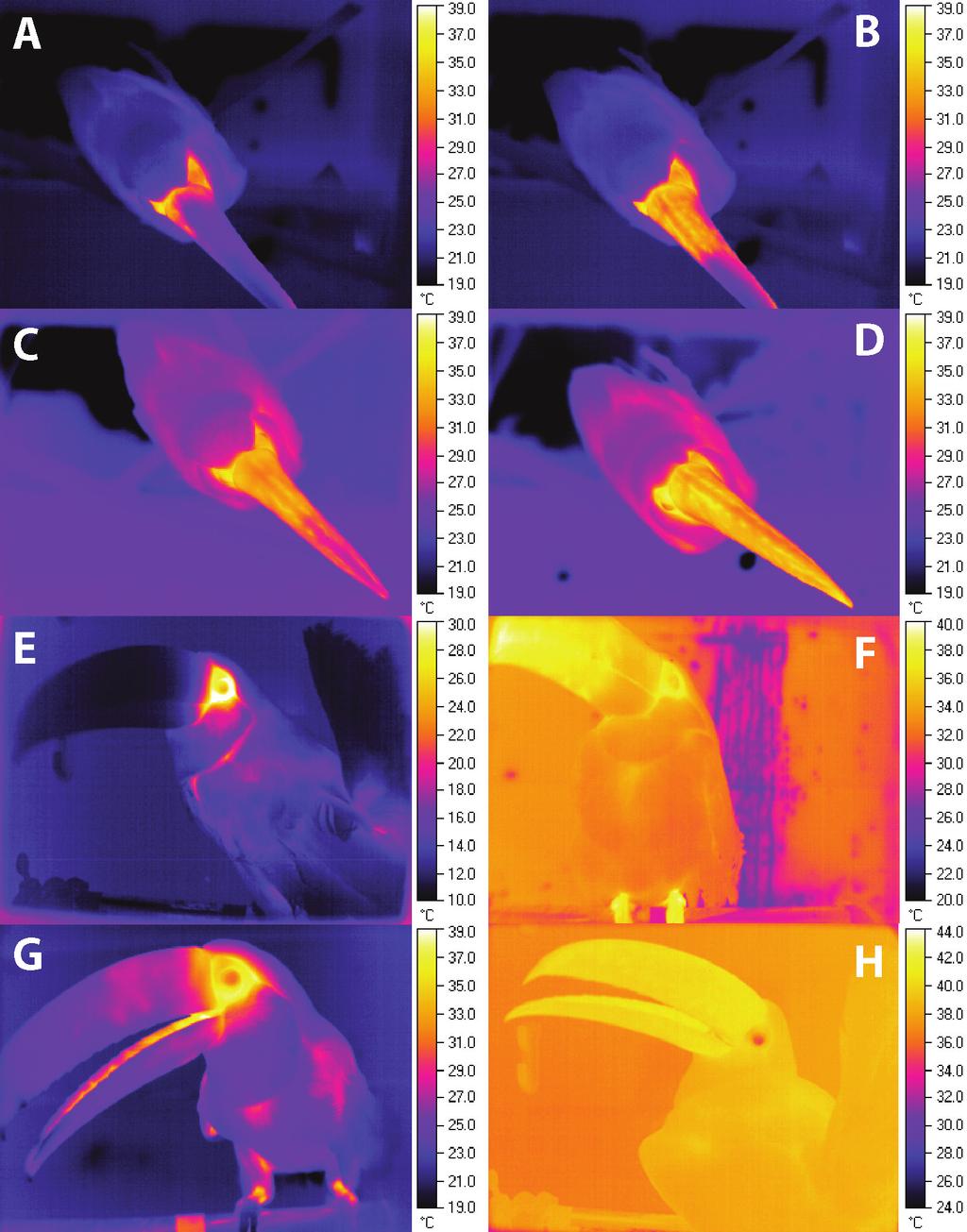 4 Figure S1. Rapid and reversible changes in bill perfusion are readily observed from thermal images. A-D depict dorsal views and E-F represent frontal images.