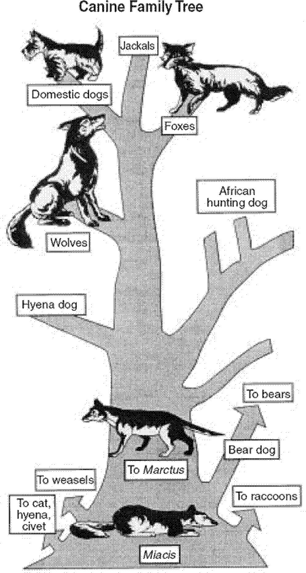 14. Base your answer(s) to the following question(s) on the diagram, which represents the relationships between animals in a possible canine family tree, and on your knowledge of biology. 17.