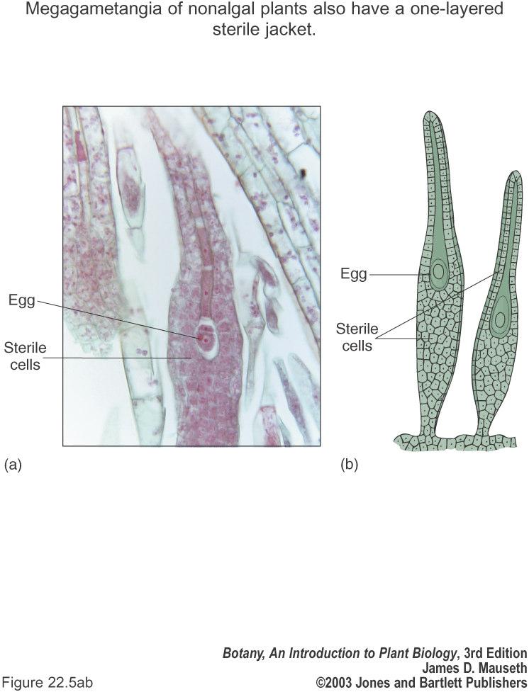 Nonvascular Plants Classification three major divisions grouped together because of several similarities Gametophyte nutritionally independent from the sporophyte, but the sporophyte is permanently