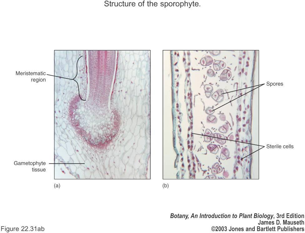 Sporophyte Division