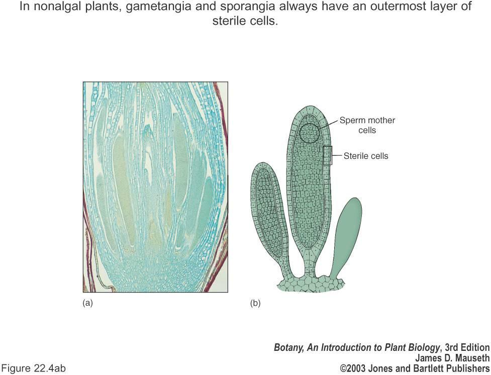 Nonvascular Plants Antheridium surrounded by a one cell layer thick sterile jacket Spermatogenous cells