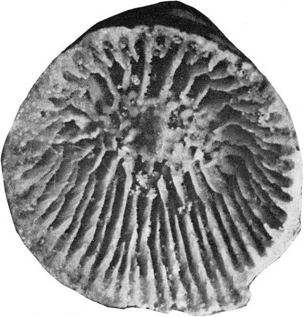 ORDOVICIAN CLIMATIC ZONES 83 Fig. 3. Holophragma duncanae sp. n. from zone Sb (Uppermost Ordovician) at Gunneklev, in the Skien-Langesund District, Oslo Region, Norway.