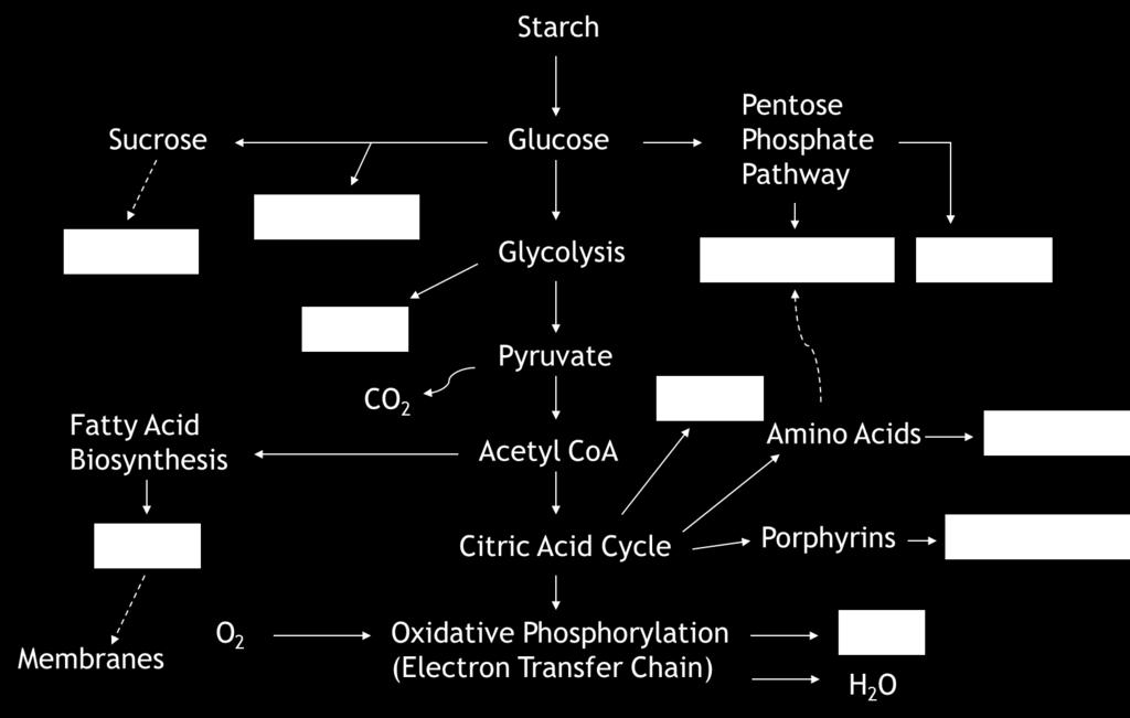 Respiration Overview of