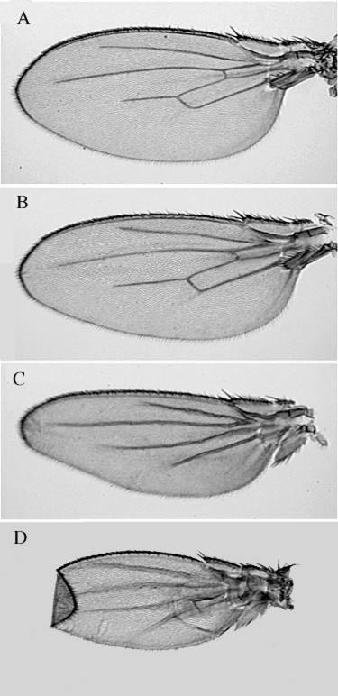 blistered wing development 2669 Fig. 6. Wings from flies homozygous for rho ve and bs alleles. (A) bs + ; (B) bs 10 ; (C) bs 11 ; (D) bs 12.