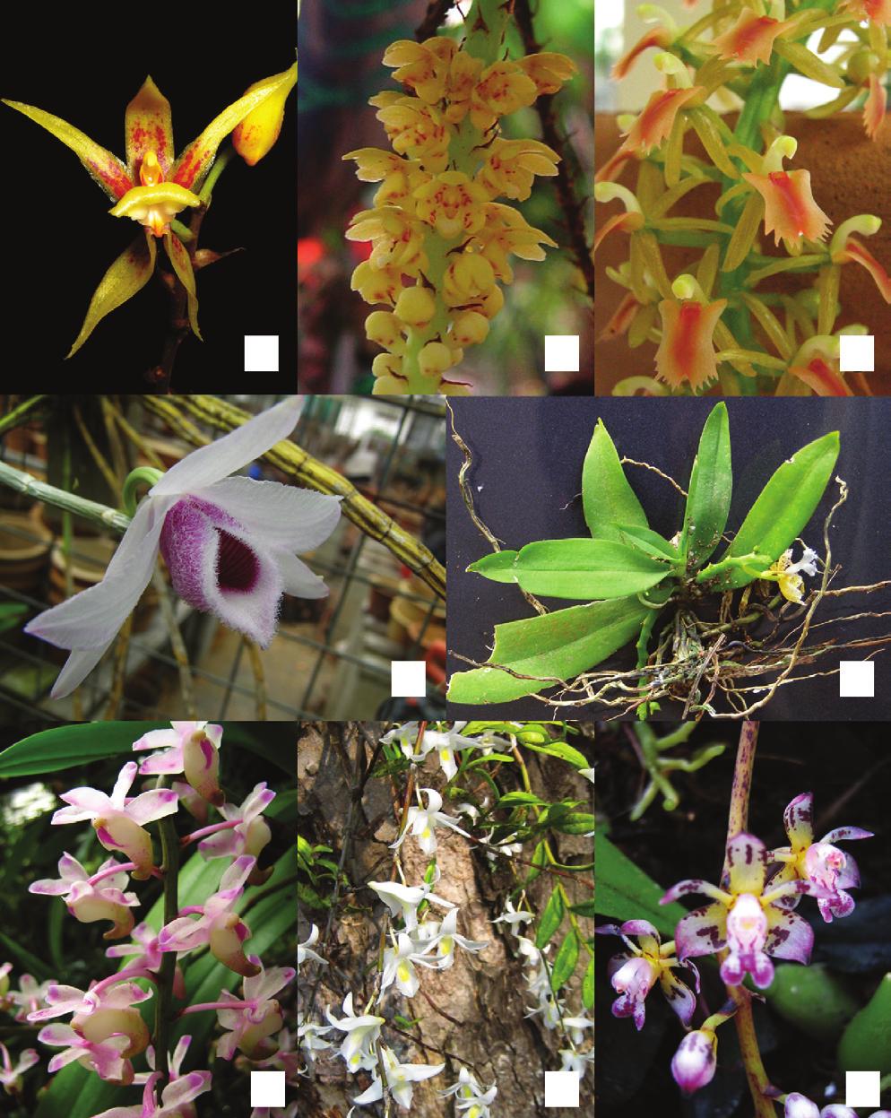 A Survey on Orchids in Selected Trails of Gunung Nuang Forest Reserve RESULTS AND DISCUSSION A total of 38 orchid species, belonging to 23 genera, were identified during this study (Table 1).