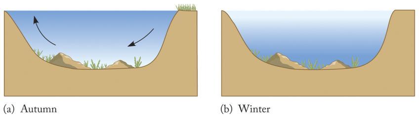 Water and Aquatic Life Importance of Density: Lakes/rivers freeze from