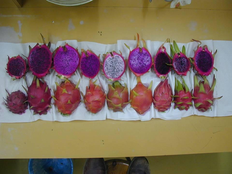 Red pitahaya hybrids - one day in the lab!