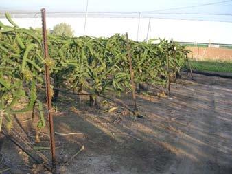 New orchards with F 1 hybrids Autumn cultivars triploids Summer cultivars diploids Yields: