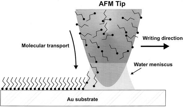 146 4 Nanofabrication by Scanning Probes Fig. 4.13 Schematic of Dip-pen nanolithography (Reprint from [36] with permission) condensed water is formed between the AFM tip and sample surface because of humidity.