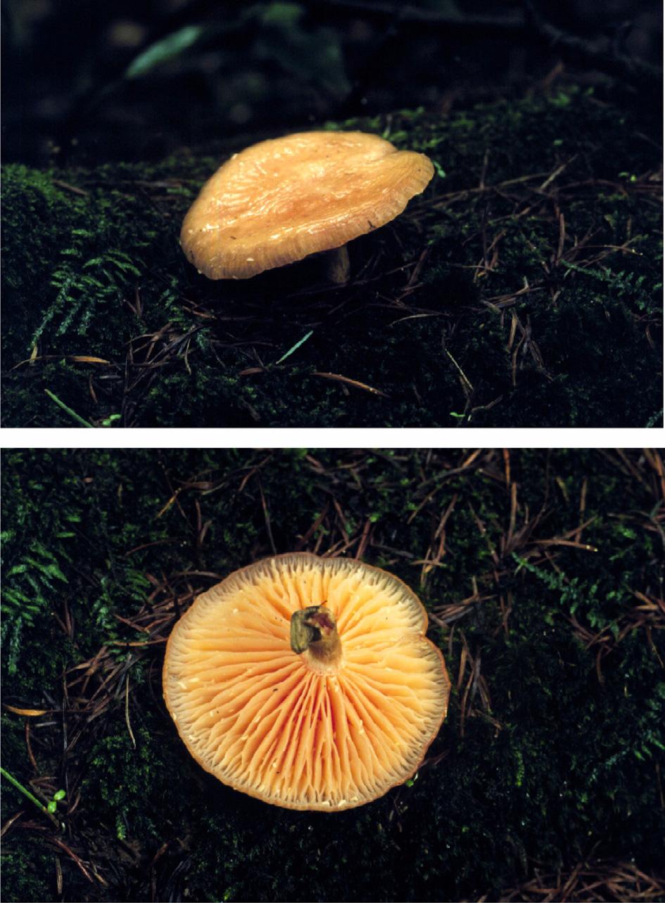 Some Unrecorded Higher Fungi of the Seoraksan and Odaesan National Parks Sebacina Tul. & C. Tul., J. Linn. Soc., Bot. 13:36 (1871) Gonyakbeoseot Genus Type species : Sebacina incrustans (Pers.) Tul.