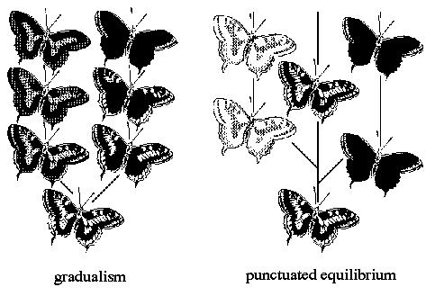 Venn Diagram: (Gradualism vs. Puntuated Equilibrium) C. Timeframes of evolution differ based on the environment and the population. The fossil record provides evidence for two rates of speciation: 1.
