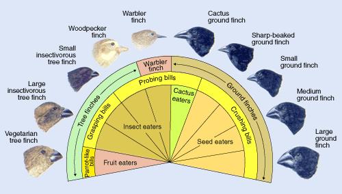 Example: o All of the bird species pictured above evolved from a common ancestor o The populations were separated from each