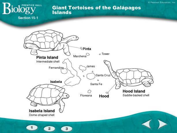 Darwin used Descent with Modification to describe the process of evolution Example: Tortoises adapted to different habitats