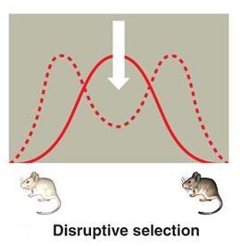 DISRUPTIVE SELECTION: a type of natural selection that selects against the average individual in a population and favors BOTH of the extreme variations in traits within a population Disruptive