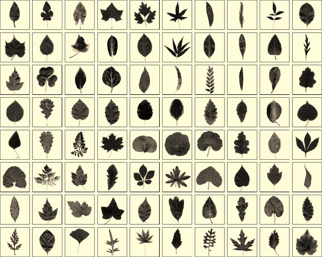 346 Stephen Wolfram some things where the mollusks are just white, other things where they have stripes, other things where they have spots.