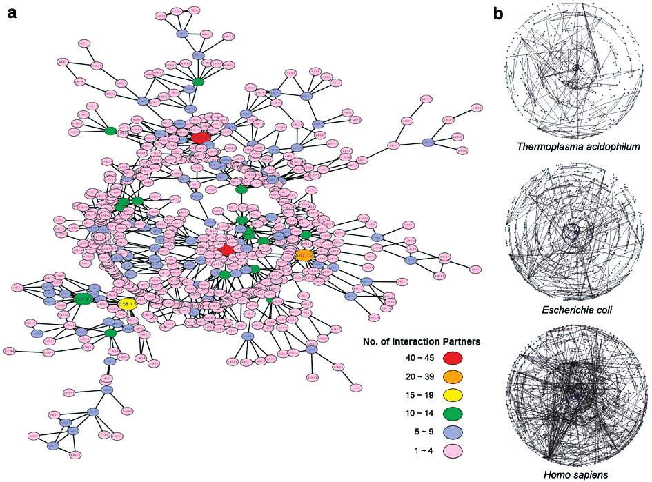 D.Park et al. (a) (b) Fig. 1. Global view of protein family interaction networks.