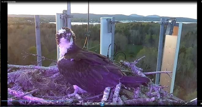114 Wildlife Deterrence from Hazards using High Brightness Ultraviolet Light Osprey from Tower #1 left the tower during the 9th week.