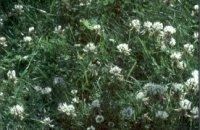 Aggregate class III FERTILE GRASSLAND Hogweed (Heracleum sphondylium), a species typical of tall