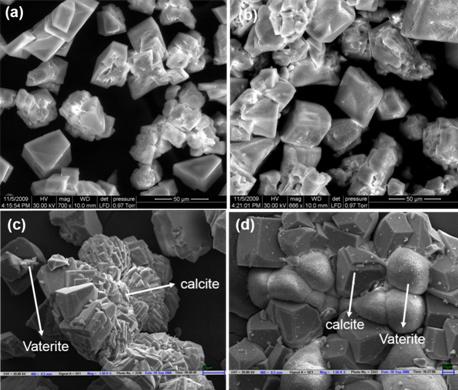 Kurra & Mukkamala, Orient J Chem, Vol 29(4), 1559-1563 (2013) 1561 Fig 1: SEM Image calcite and vaterite phases of calcium carbonate produced in control It was observed that vaterite also formed in