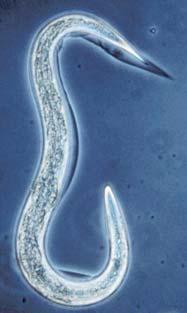 Nematodes Tiny roundworms. Most are detritivores or predatory of soil microflora or other nematodes, however, some attack plant roots.
